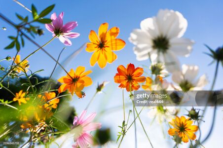 Fleurs gettyimages-2196545732-2048x2048.jpg