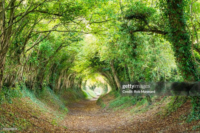 Foret gettyimages-1135698818-2048x2048.jpg