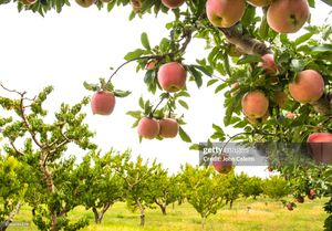 Pommier gettyimages-1066035274-2048x2048.jpg