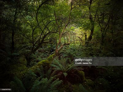 Foret gettyimages-1166747721-2048x2048.jpg