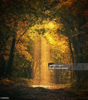 Foret gettyimages-1399856226-2048x2048.jpg