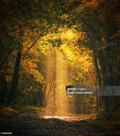 Foret gettyimages-1399856226-2048x2048.jpg