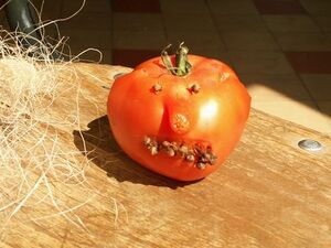 DDU Créactiv'été 2005 0081.jpg