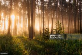 Foret gettyimages-1411686539-2048x2048.jpg