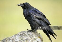 Corbeau gettyimages-128114842-2048x2048.jpg