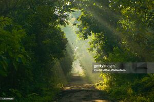 Foret gettyimages-1301999387-2048x2048.jpg