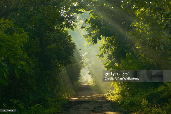 Foret gettyimages-1301999387-2048x2048.jpg