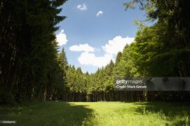 Foret gettyimages-145066076-2048x2048.jpg