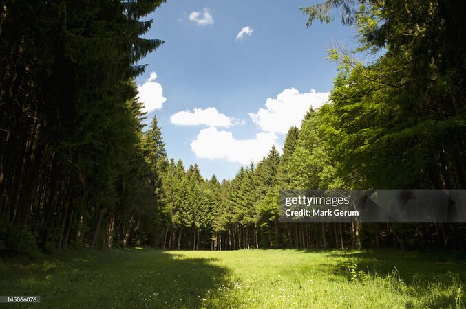 Foret gettyimages-145066076-2048x2048.jpg